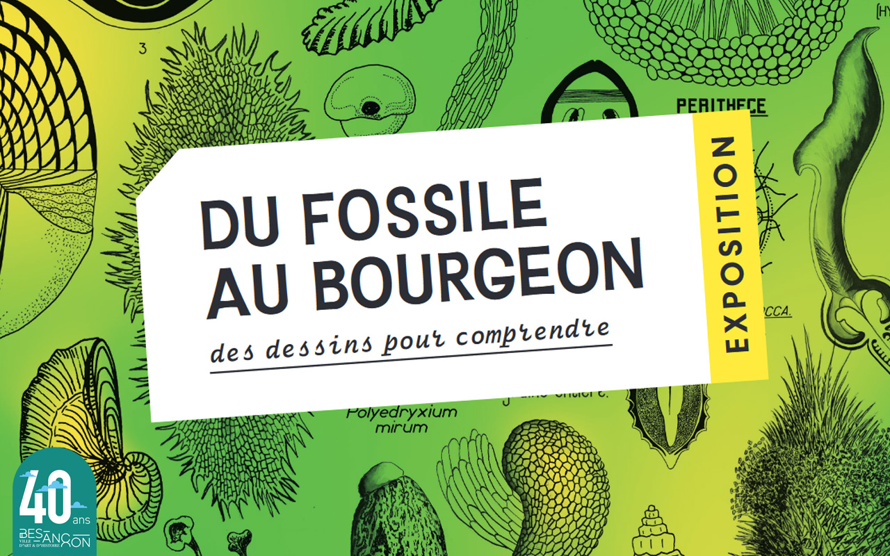Dessins de bourgeons et de fossiles sur fond vert jaune